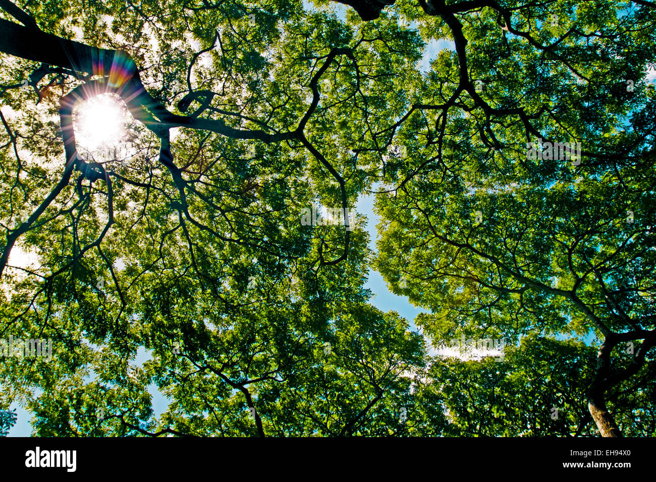 Une vue grand angle jusqu'à la cime des arbres que des branches de chaque semblent respecter les autres l'espace à la lumière du soleil, Oahu, Hawaii. Banque D'Images