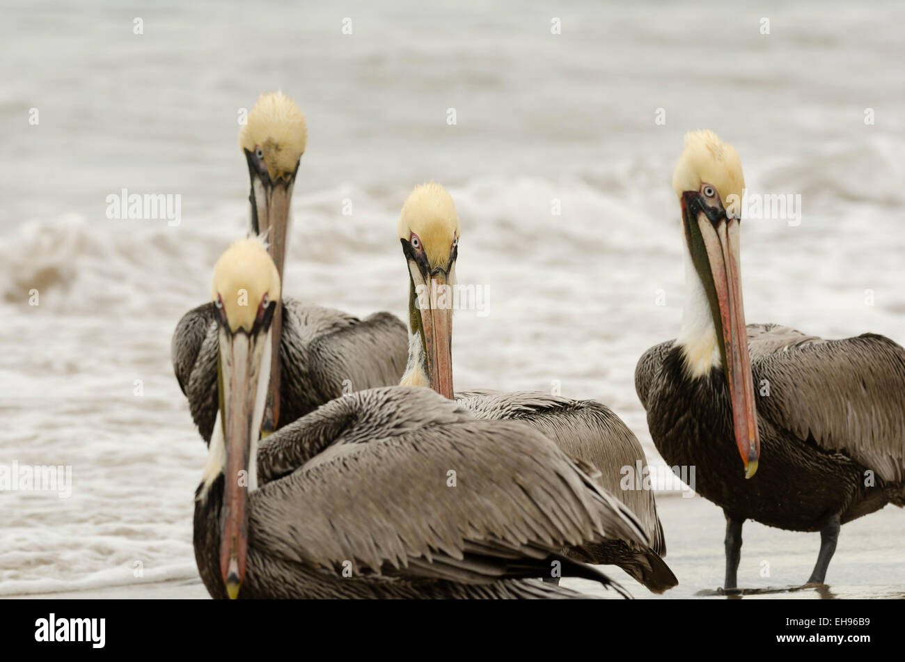 Pélicans à un groupe. Banque D'Images