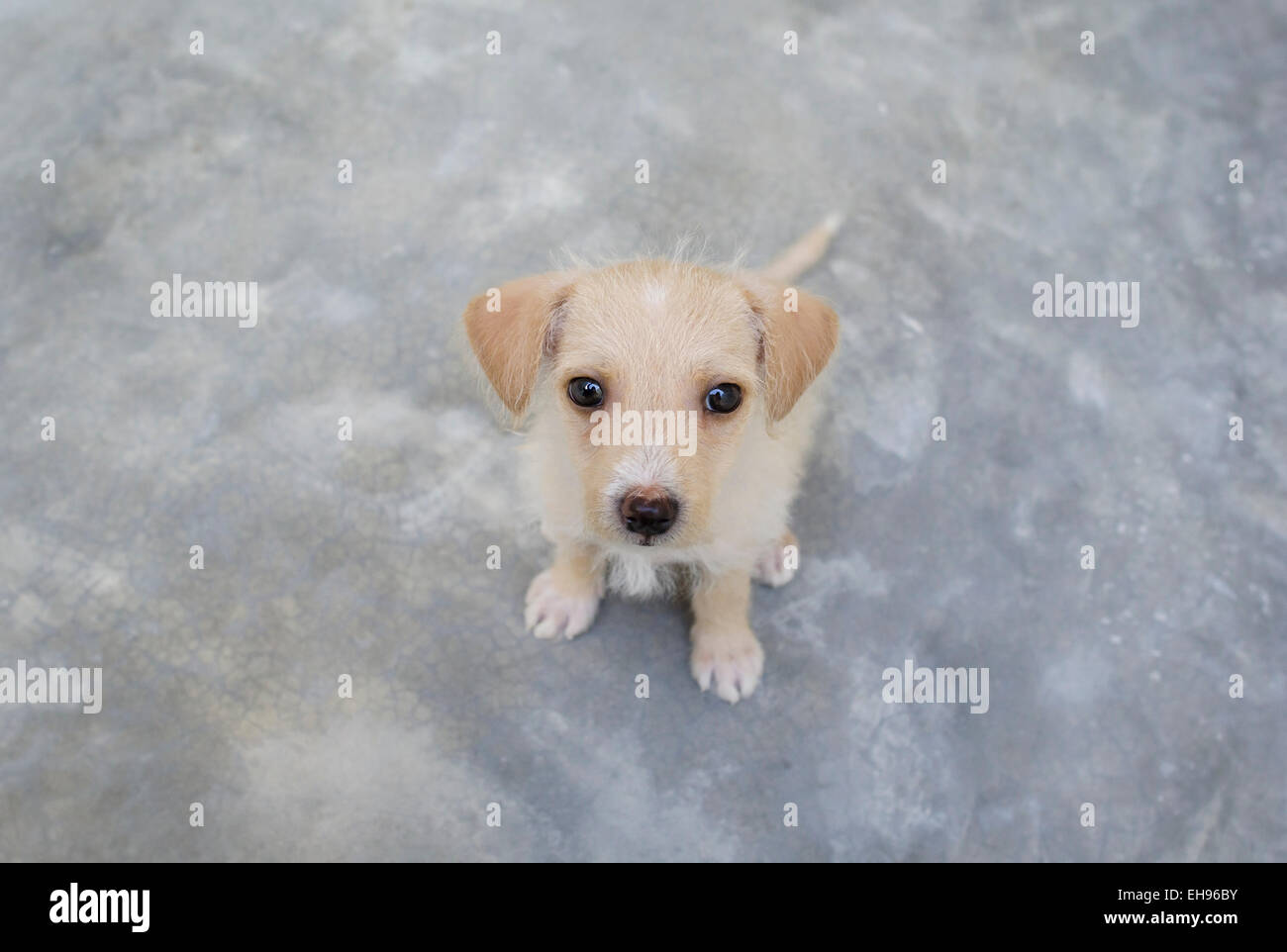 Un mignon petit chien est à la recherche jusqu'à vous. Banque D'Images