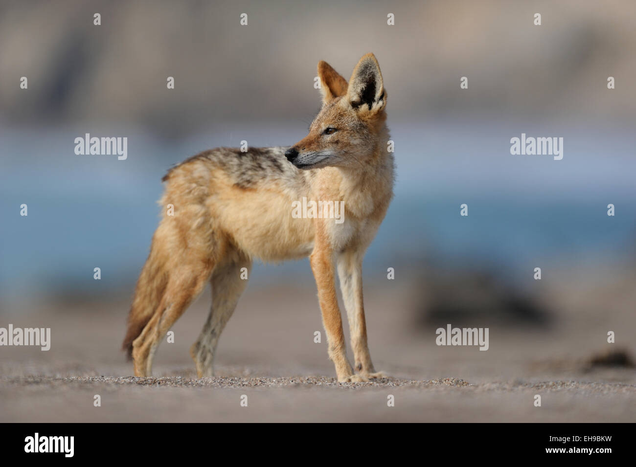 Chacal à dos noir (Canis mesomelas) Tsau-ǁKhaeb-(Sperrgebiet)-Nationalpark, Namibie Banque D'Images