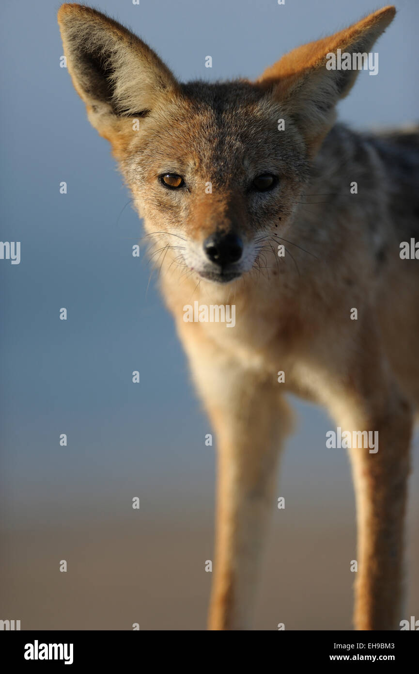 Chacal à dos noir (Canis mesomelas) Tsau-ǁKhaeb-(Sperrgebiet)-Nationalpark, Namibie Banque D'Images