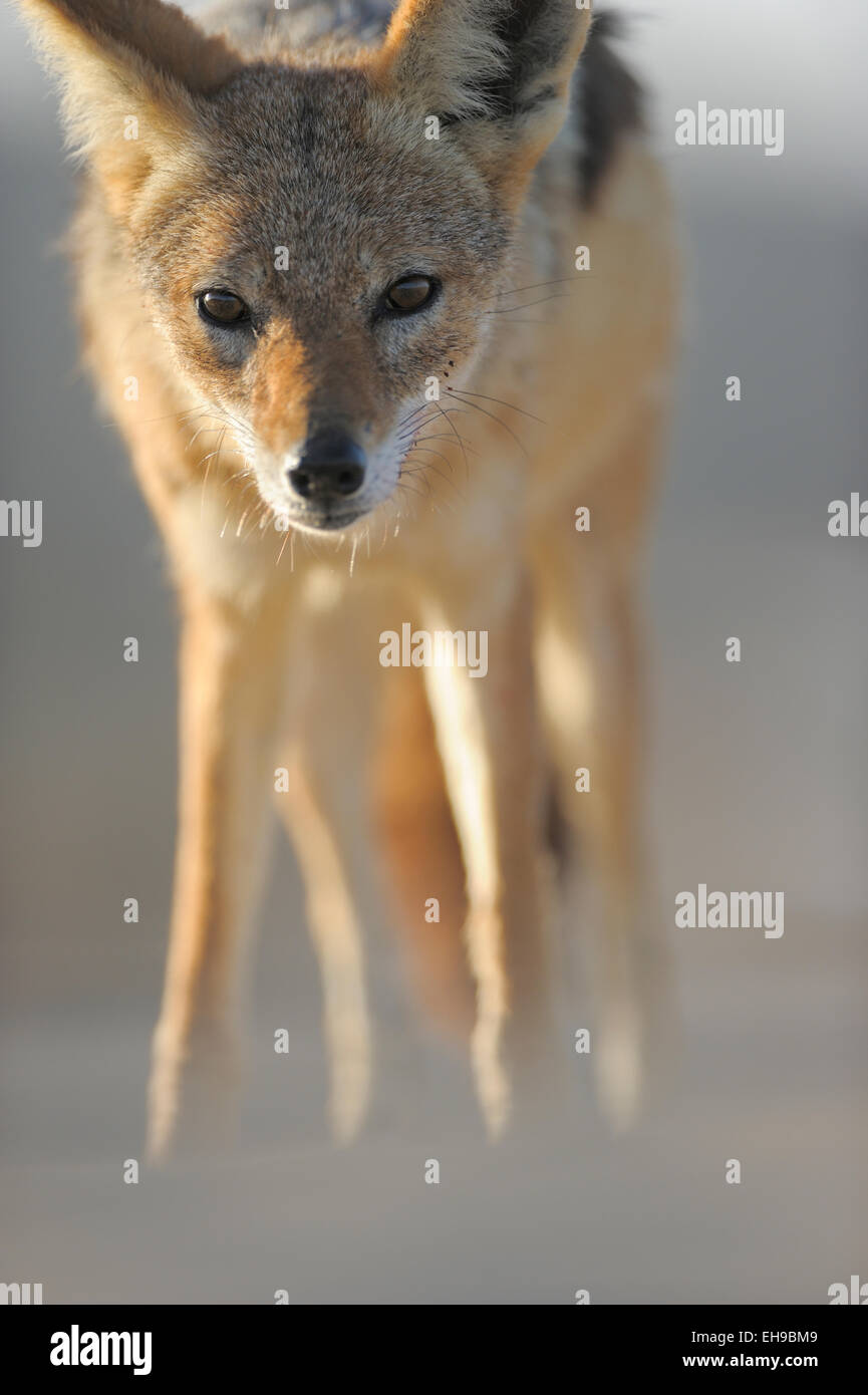 Chacal à dos noir (Canis mesomelas) Tsau-ǁKhaeb-(Sperrgebiet)-Nationalpark, Namibie Banque D'Images