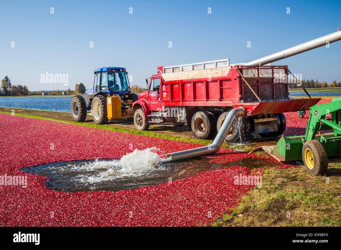 La récolte de la canneberge à la canneberge Vilas ferme à Manitowish Waters, Wisconsin, USA. Banque D'Images