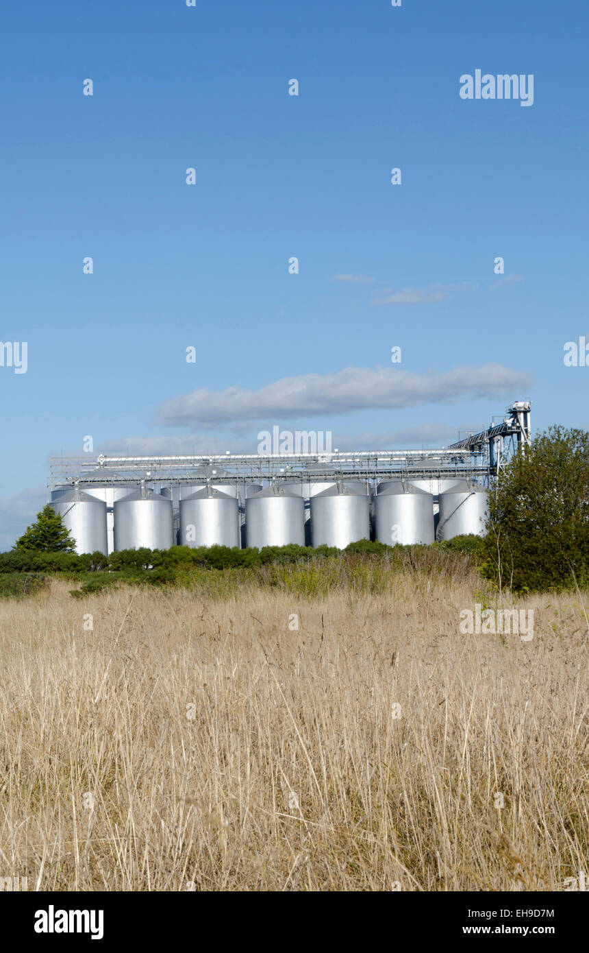 Grand marton Banque de photographies et d’images à haute résolution Alamy