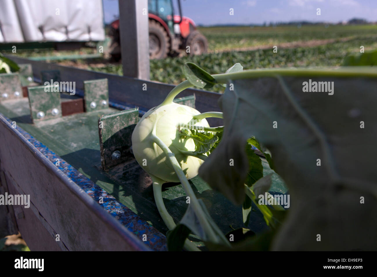 La récolte de kohlrabi en République tchèque Banque D'Images