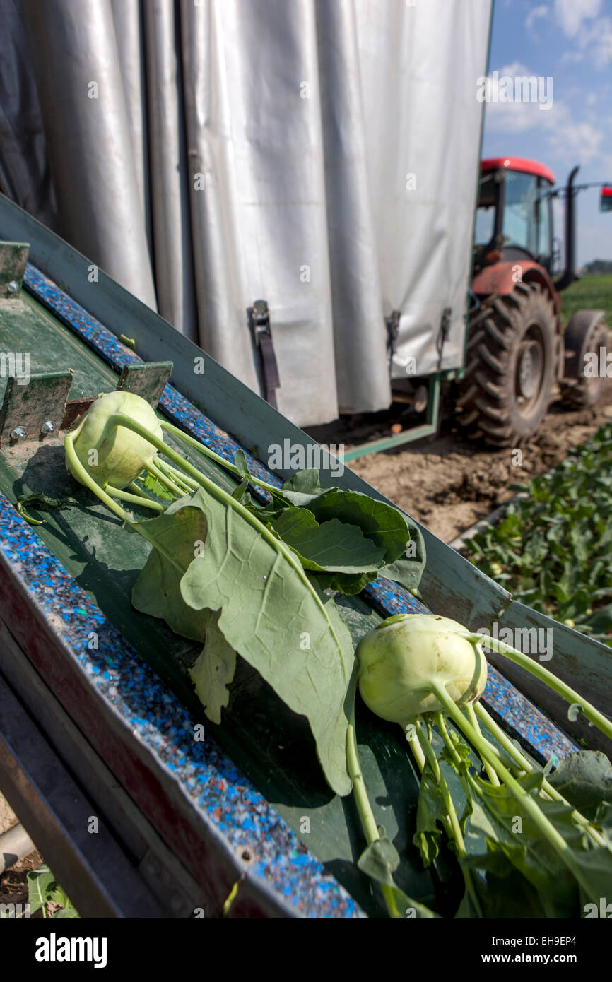 La récolte de kohlrabi en République tchèque Banque D'Images