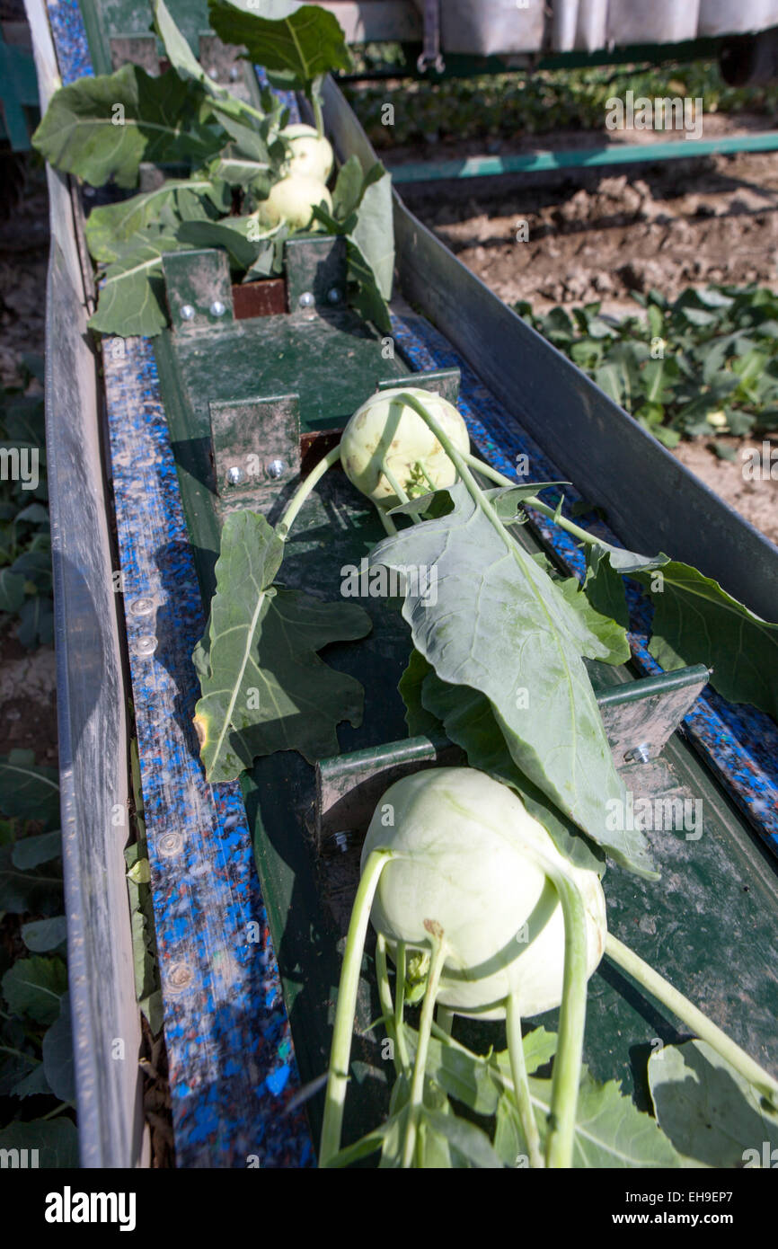Kohlrabi récolte agriculteur République tchèque Banque D'Images
