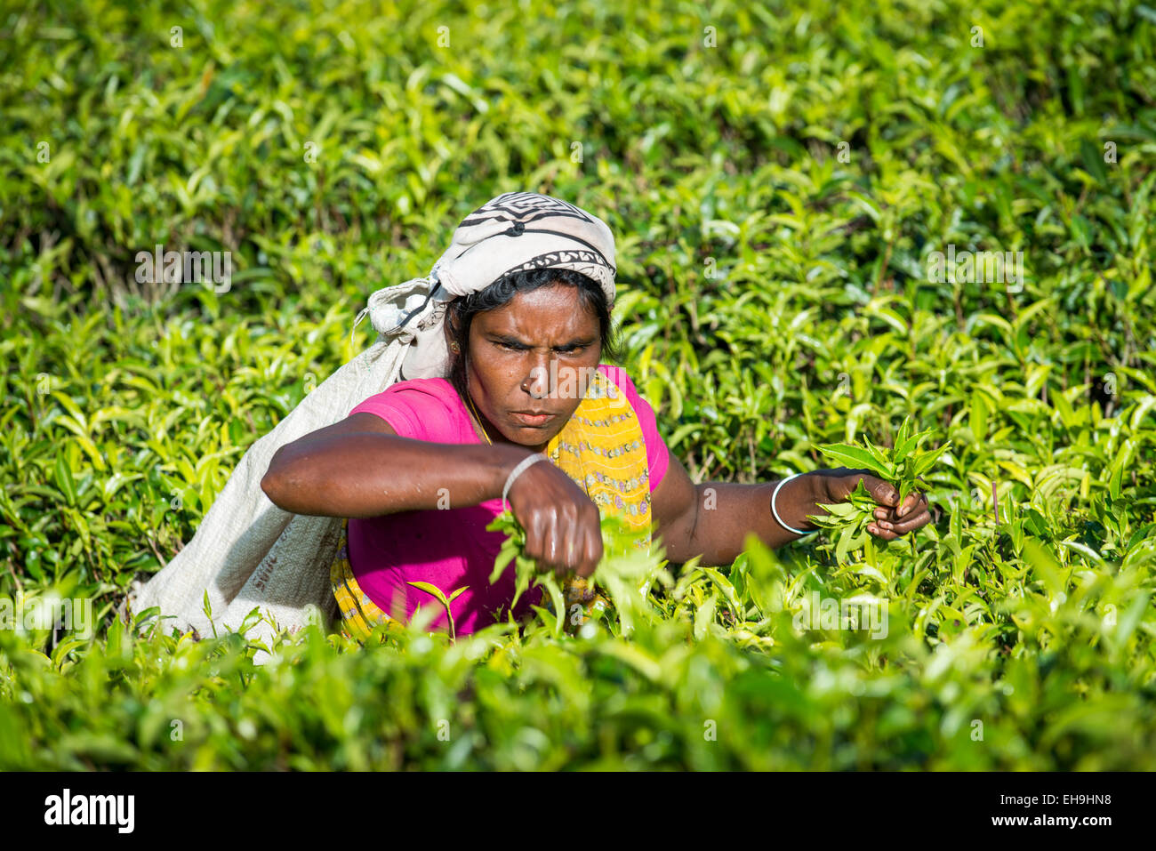La cueillette du thé, plantation de thé, près de Hatton, Province du Centre, au Sri Lanka, en Asie Banque D'Images
