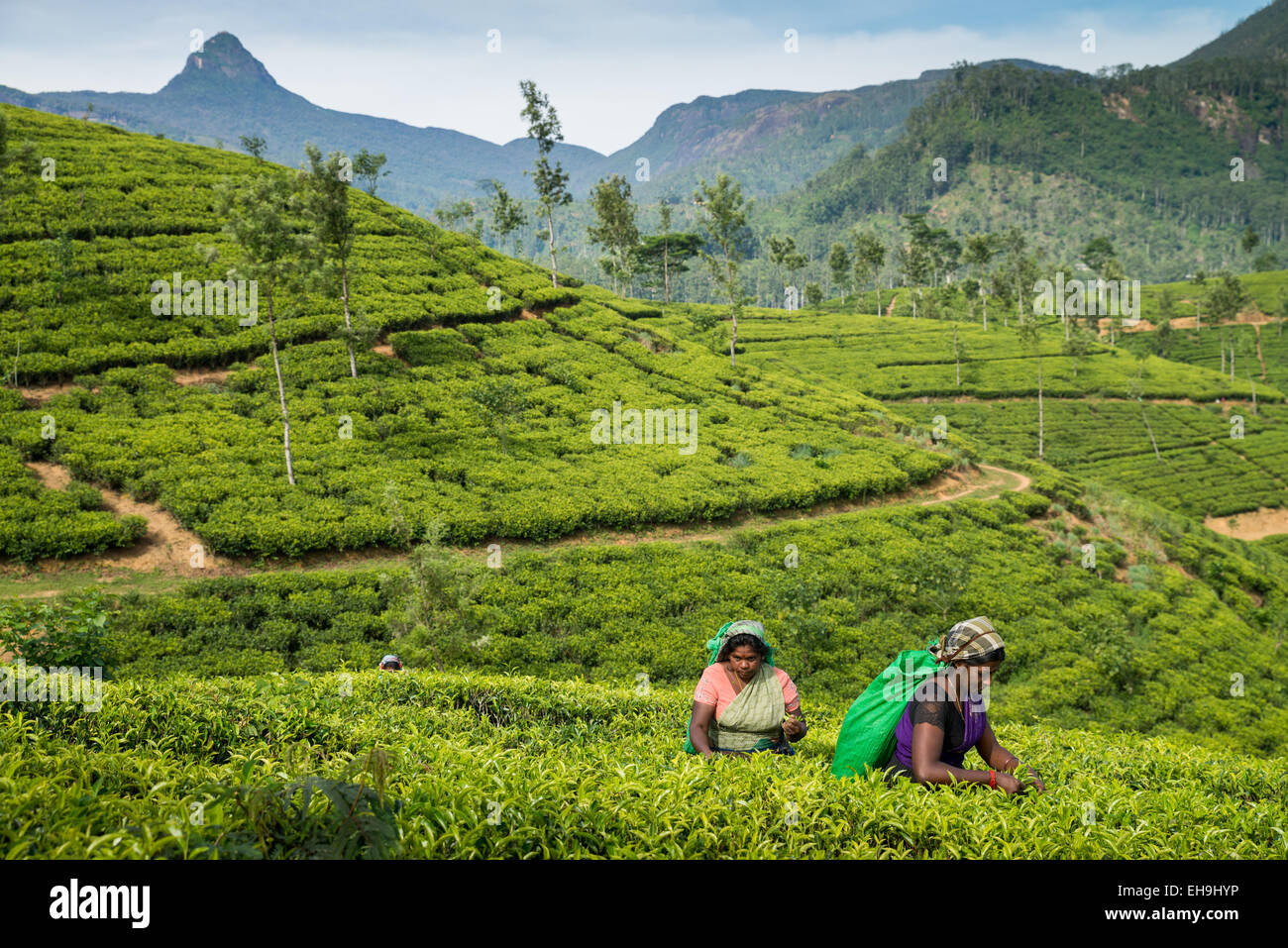 La cueillette du thé, plantation de thé, près de Hatton, Province du Centre, au Sri Lanka, en Asie Banque D'Images