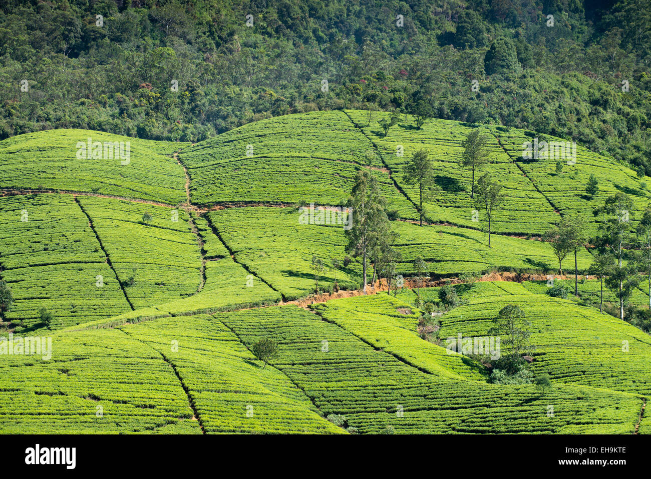 La plantation de thé sur la colline, le Sri Lanka, l'Asie Banque D'Images