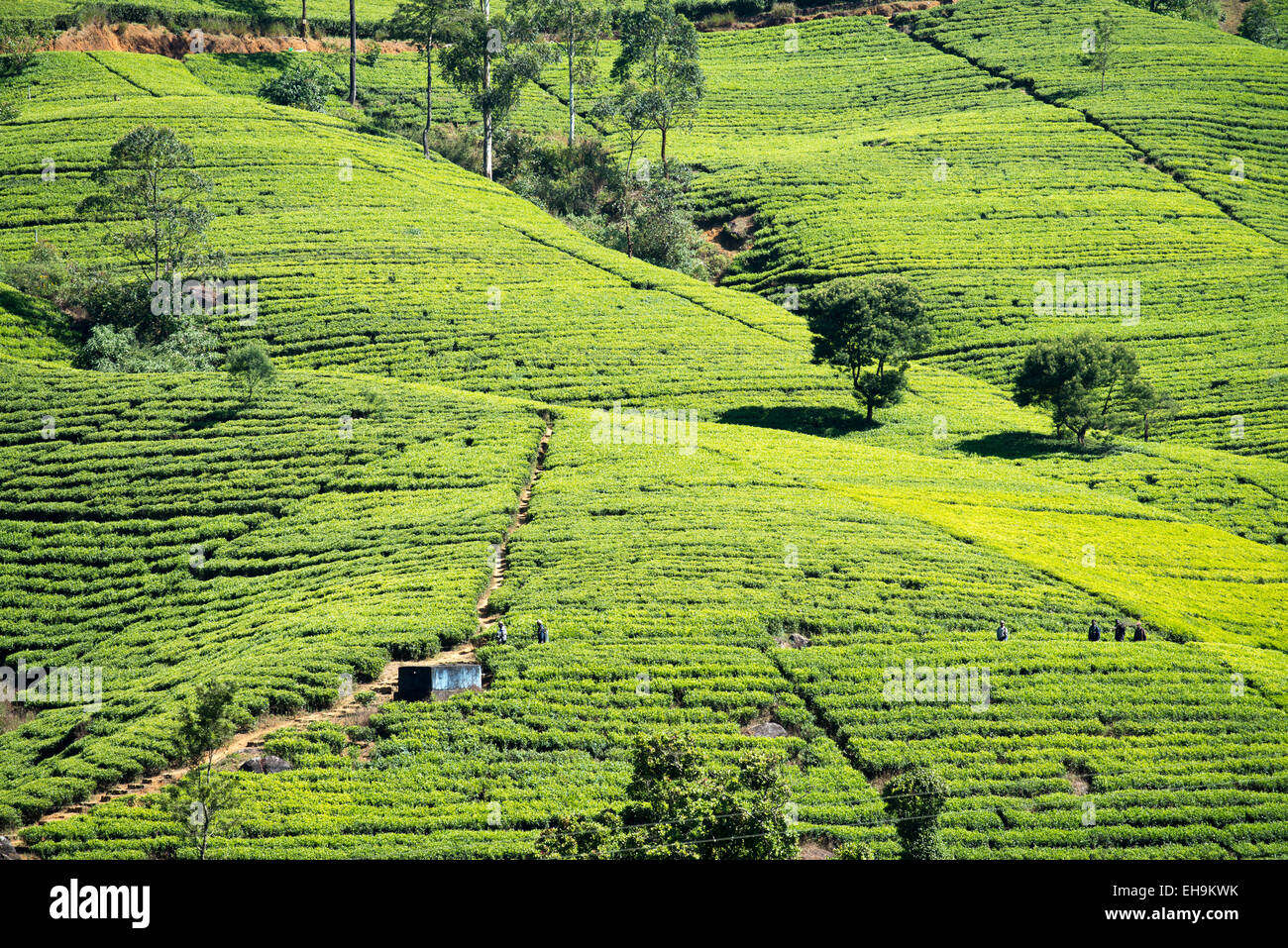 La plantation de thé sur la colline, le Sri Lanka, l'Asie Banque D'Images