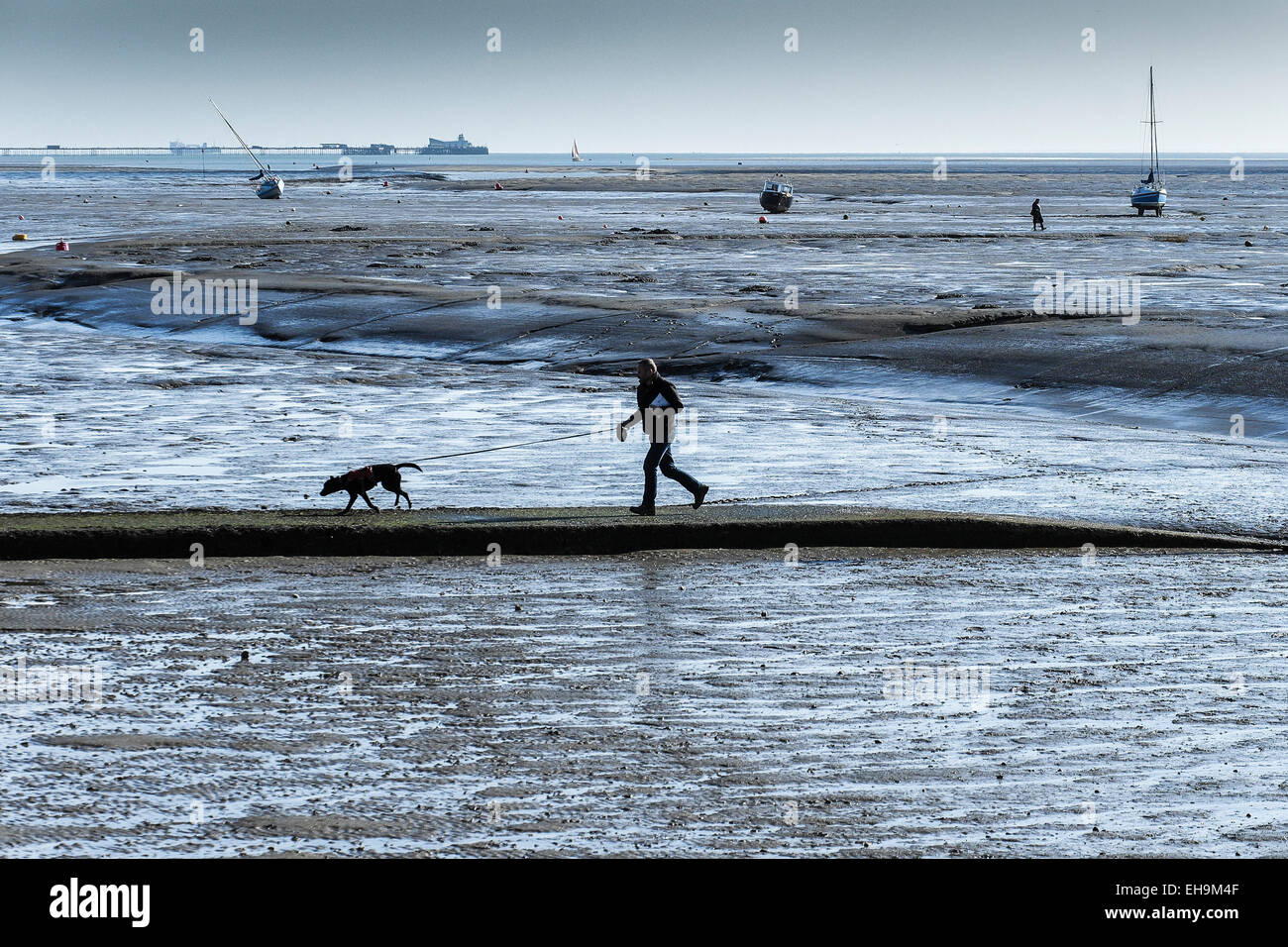 Un homme promenait son chien à marée basse à Leigh on Sea dans l'Essex. Banque D'Images