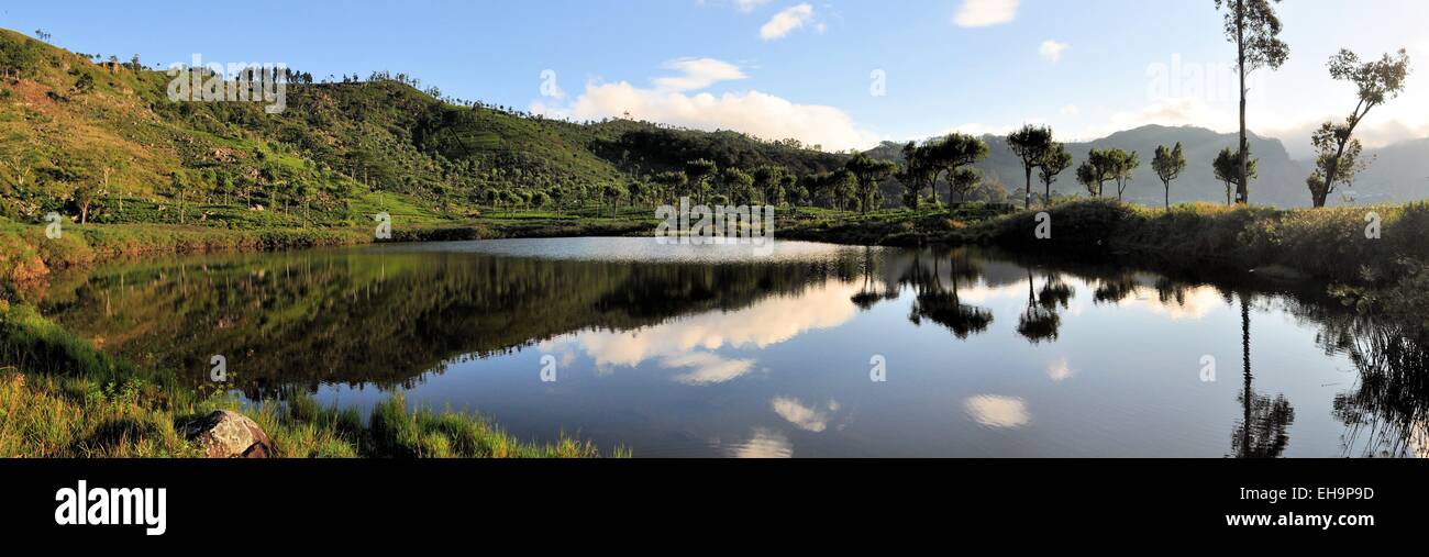 Les plantations de thé au lever du soleil avec la réflexion dans le lac Banque D'Images