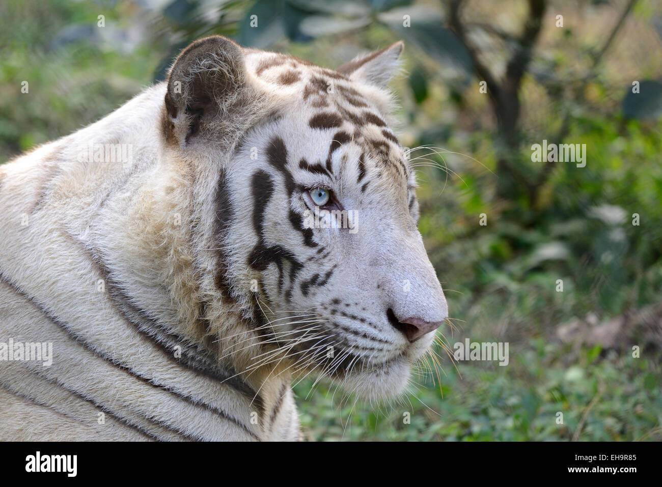Tigre blanc du Bengale Royal Banque D'Images