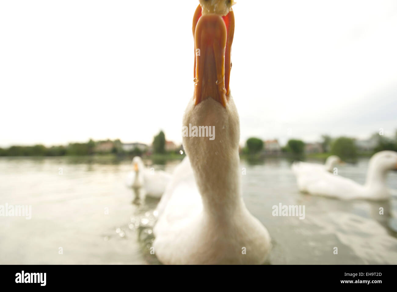 Close-up de canard domestique de prendre la nourriture, cropped Banque D'Images