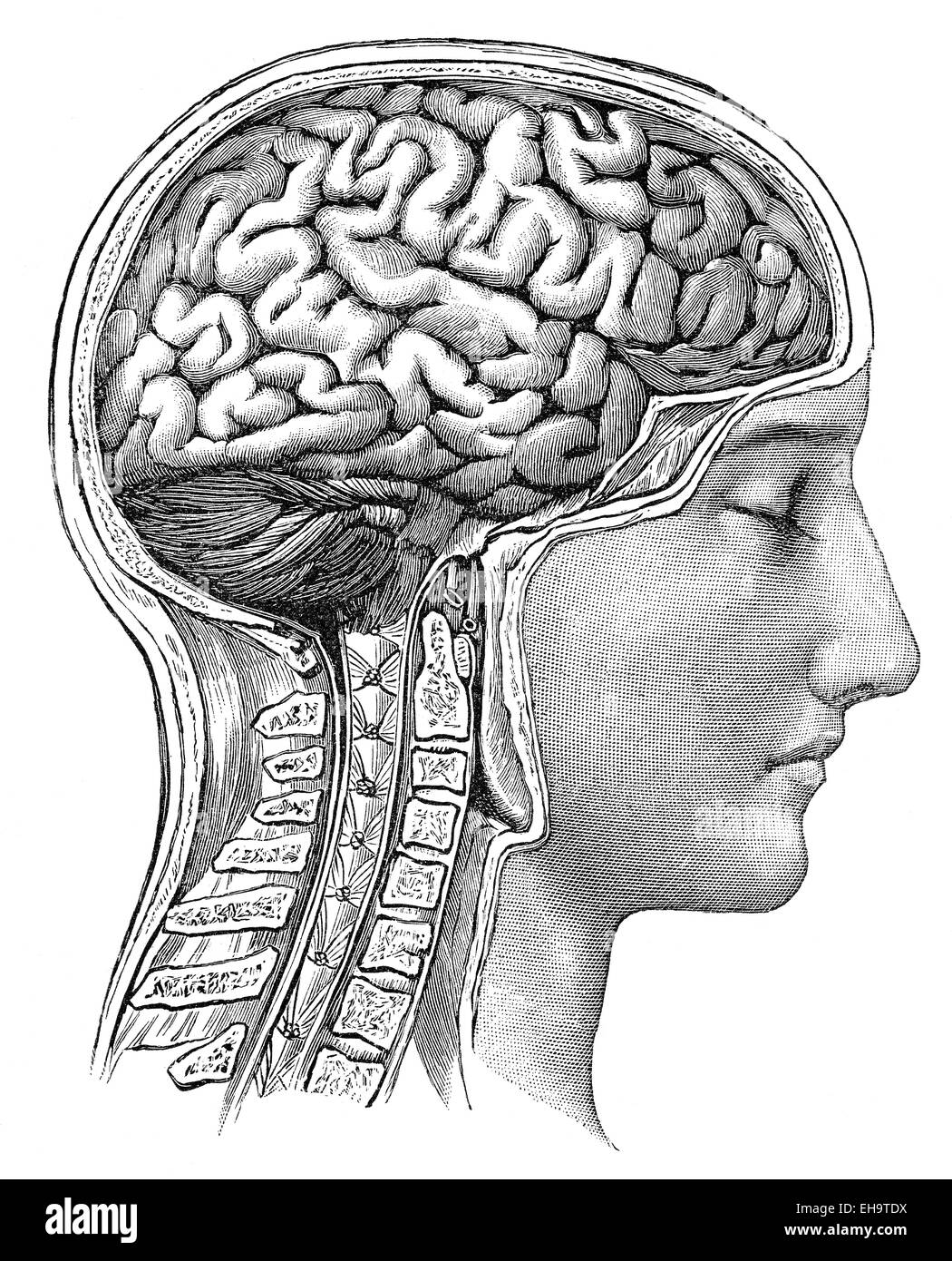 Le cerveau humain, conseiller de la santé, 19e siècle, Banque D'Images