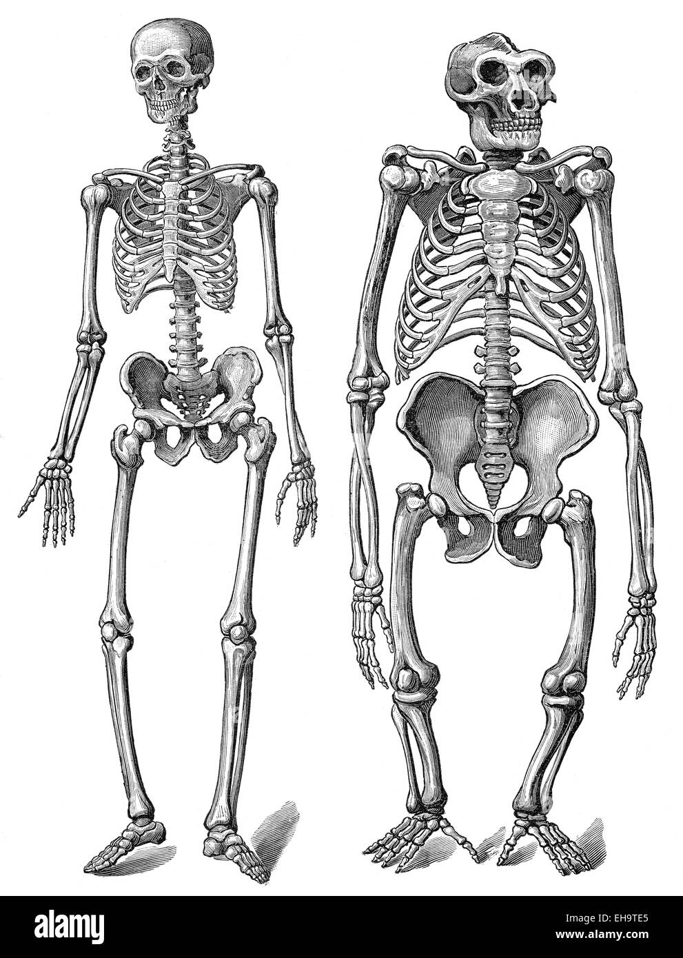Le squelette humain par rapport à un squelette de gorille, l'anatomie, de l'évolution de l'humanité, la relation entre l'humanité et les APE, Banque D'Images