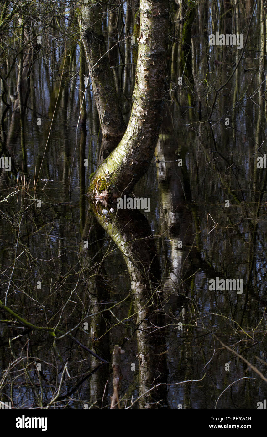 Inondé de bouleaux, arbres se reflétant dans l'eau sombre Banque D'Images