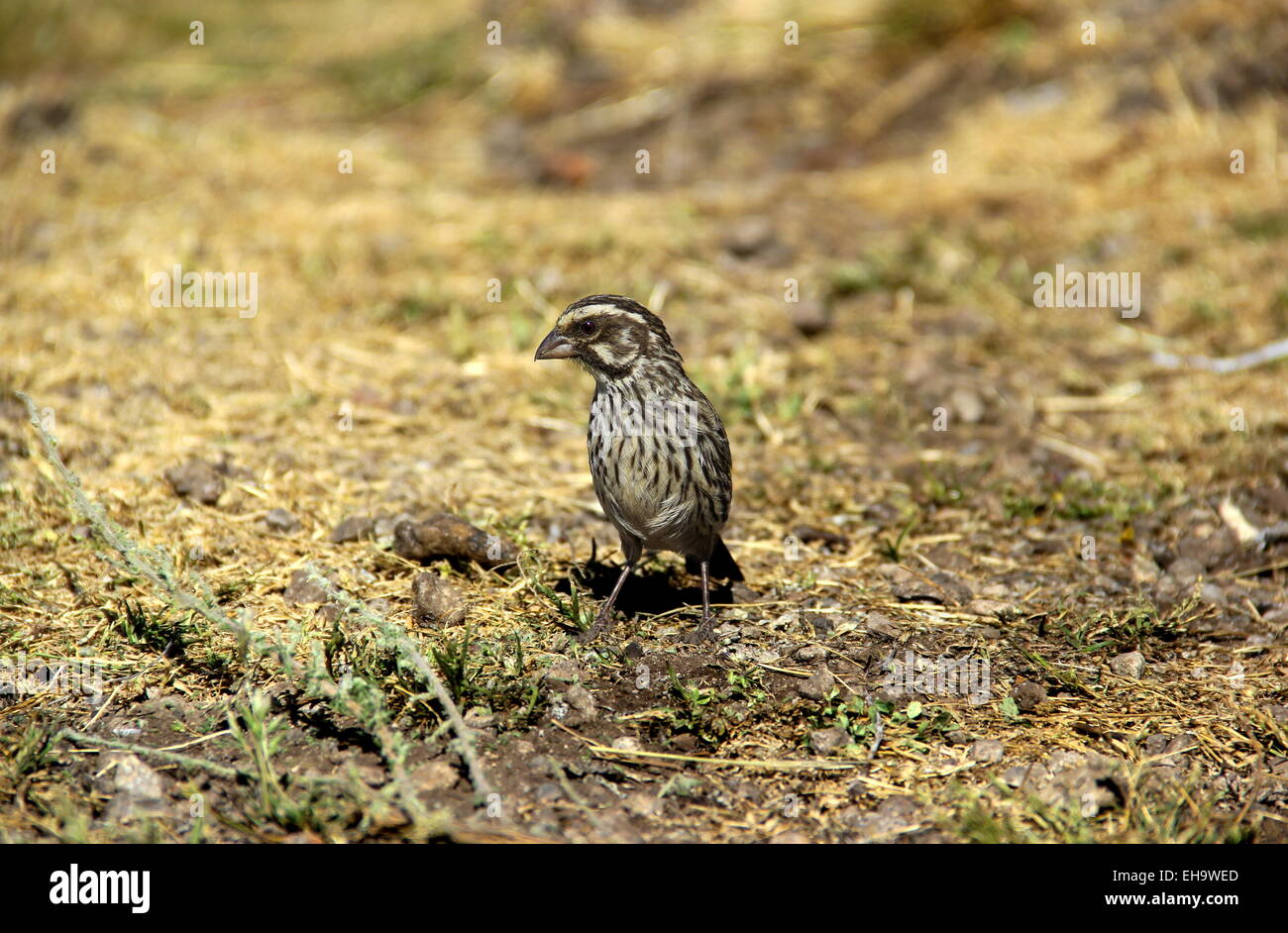 Serinus Striolatus Streaky mangeur de graines prises sur Mt. Kilimanjaro Banque D'Images