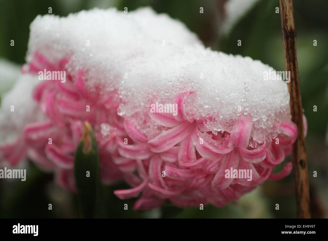 La neige sur l'Ohio fleurs Jacinthe plante arbre tempête tempête de printemps froid hiver colorés de glace Banque D'Images