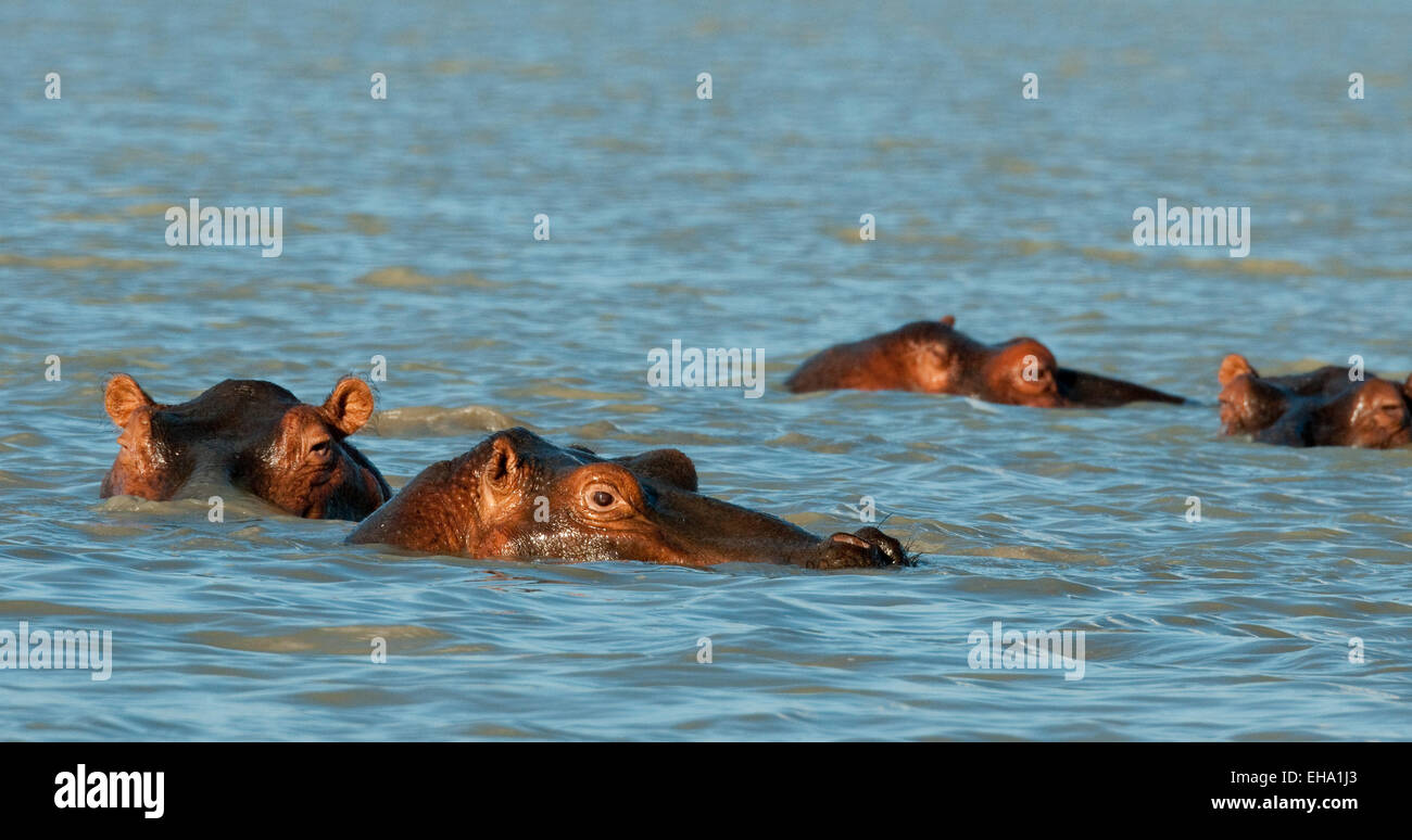 Plusieurs hippopotames dans la rivière Rufiji-chefs peering out Banque D'Images