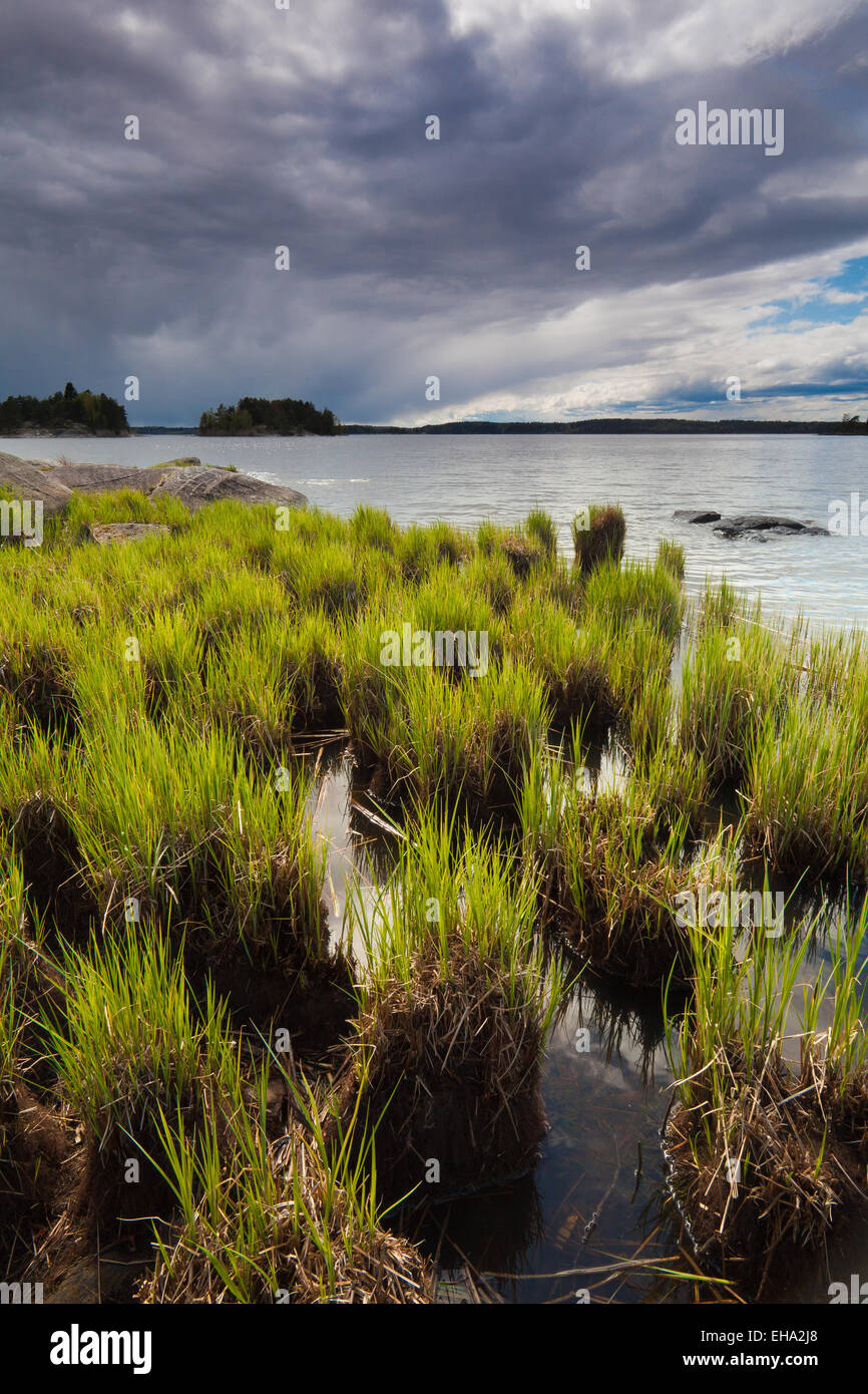 Nouvelles de l'herbe verte au bord de lac de l'île dans le lac Vansjø Østenrødøya dans Østfold, Norvège. Banque D'Images