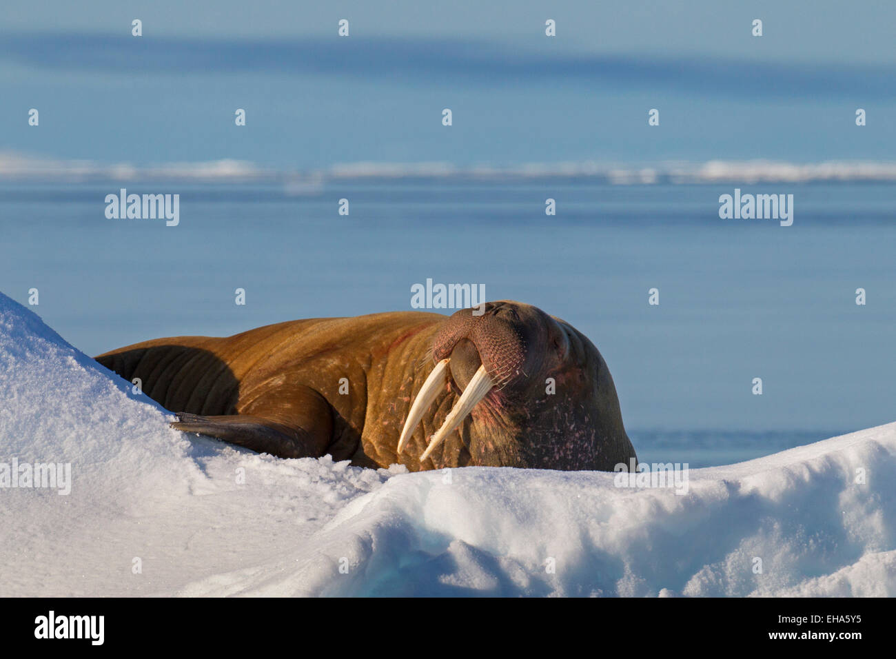 Le morse (Odobenus rosmarus) bull reposant sur la banquise dans l'océan Arctique Banque D'Images