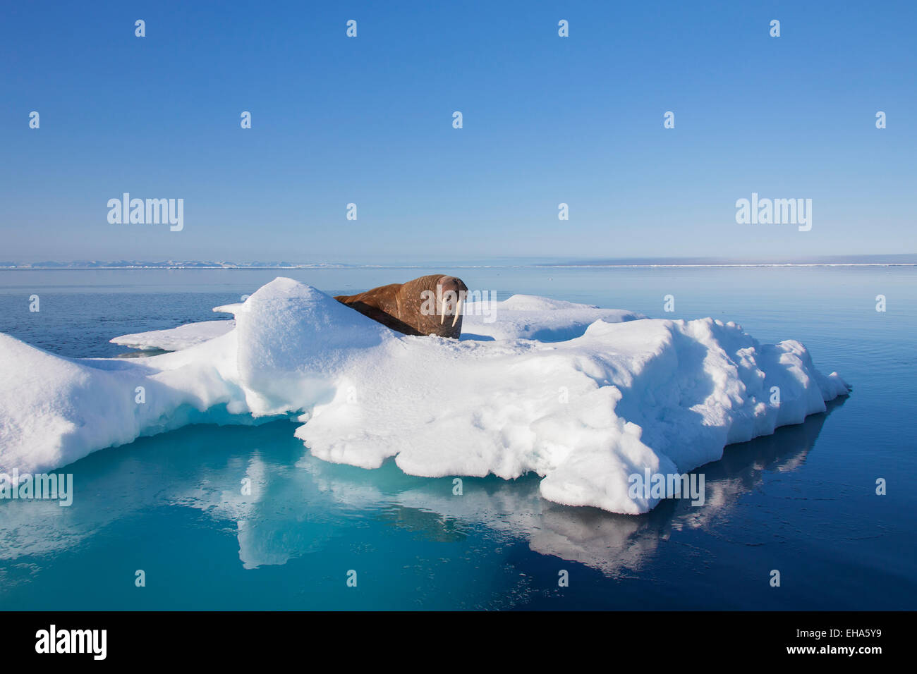 Le morse (Odobenus rosmarus) bull reposant sur la banquise dans l'océan Arctique Banque D'Images