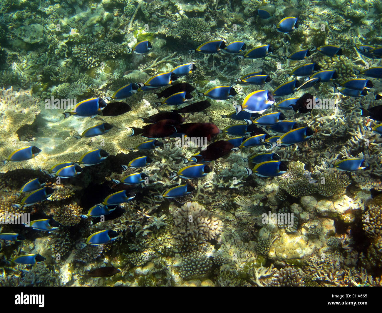 Un haut-fond de poudre-bleu, et son sourcil (noir) dupliquer sur un récif  de corail dans les Maldives Photo Stock - Alamy