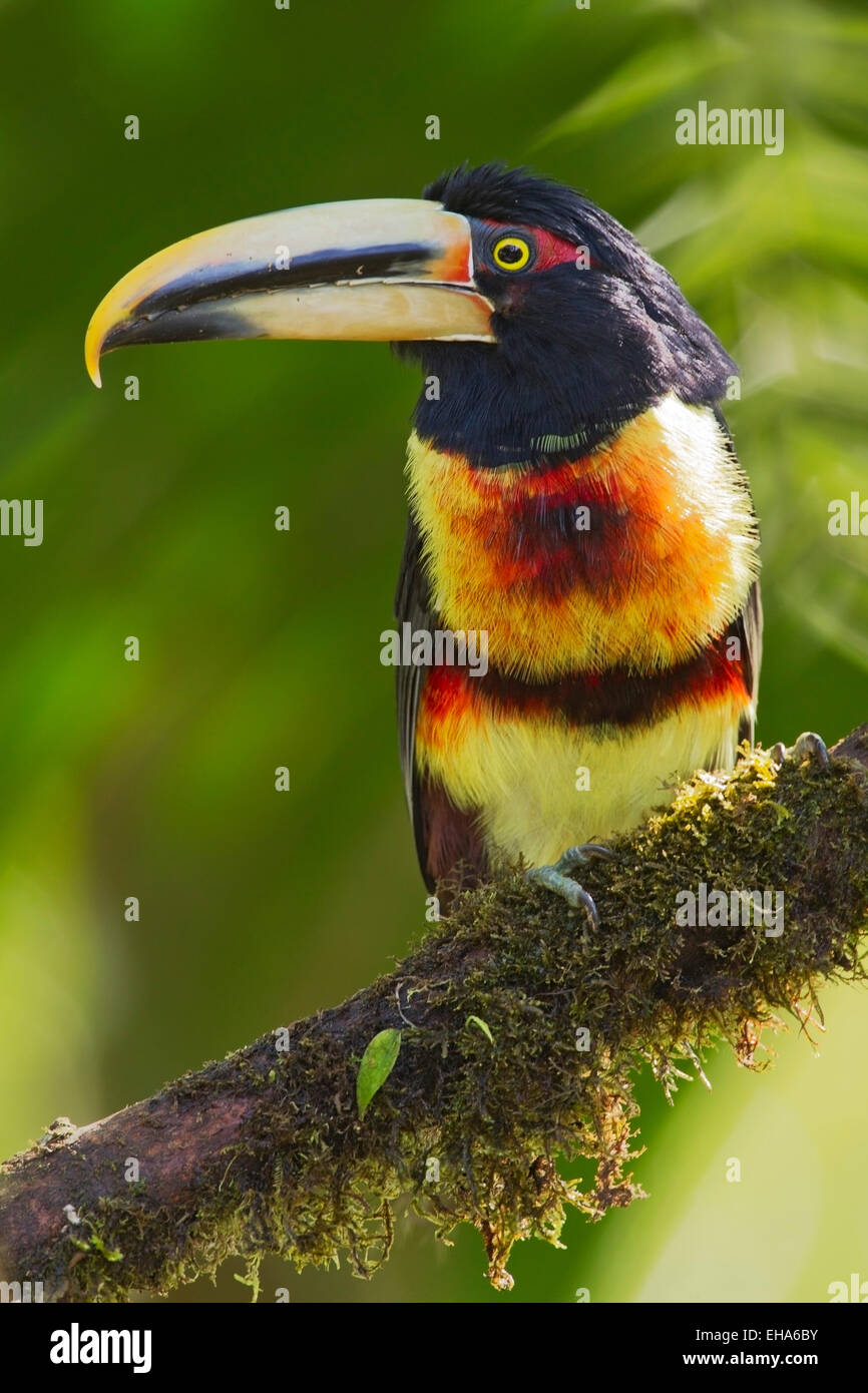 Pale-mandibled Aracari Pteroglossus erythropygius (adultes) perché sur branche en forêt tropicale, Equateur, Andes, Amérique du Sud Banque D'Images