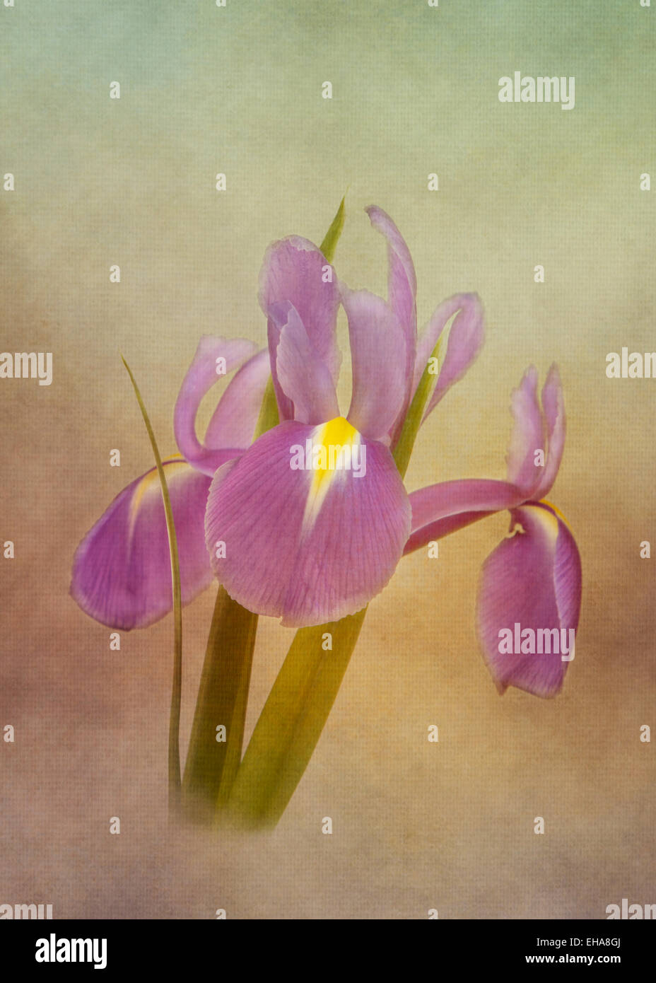 Iris x hollandica iris est un hybride développée au 19ème siècle. C'est une plante très populaire avec des jardiniers et des fleuristes. Banque D'Images