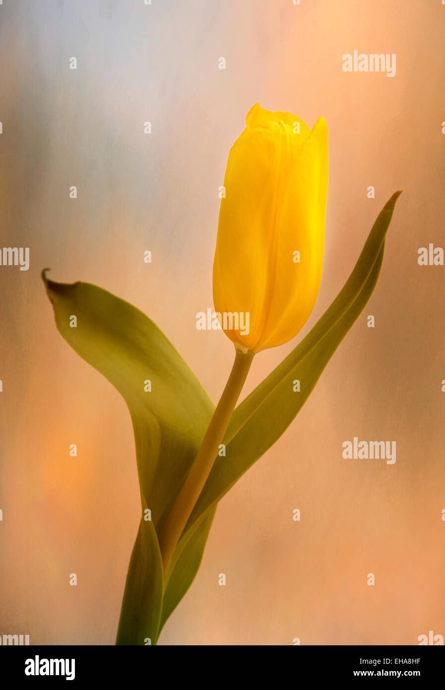 Golden Tulip le lever du soleil. Une belle tulipe jaune se lève gracieusement contre un fond pastel Banque D'Images