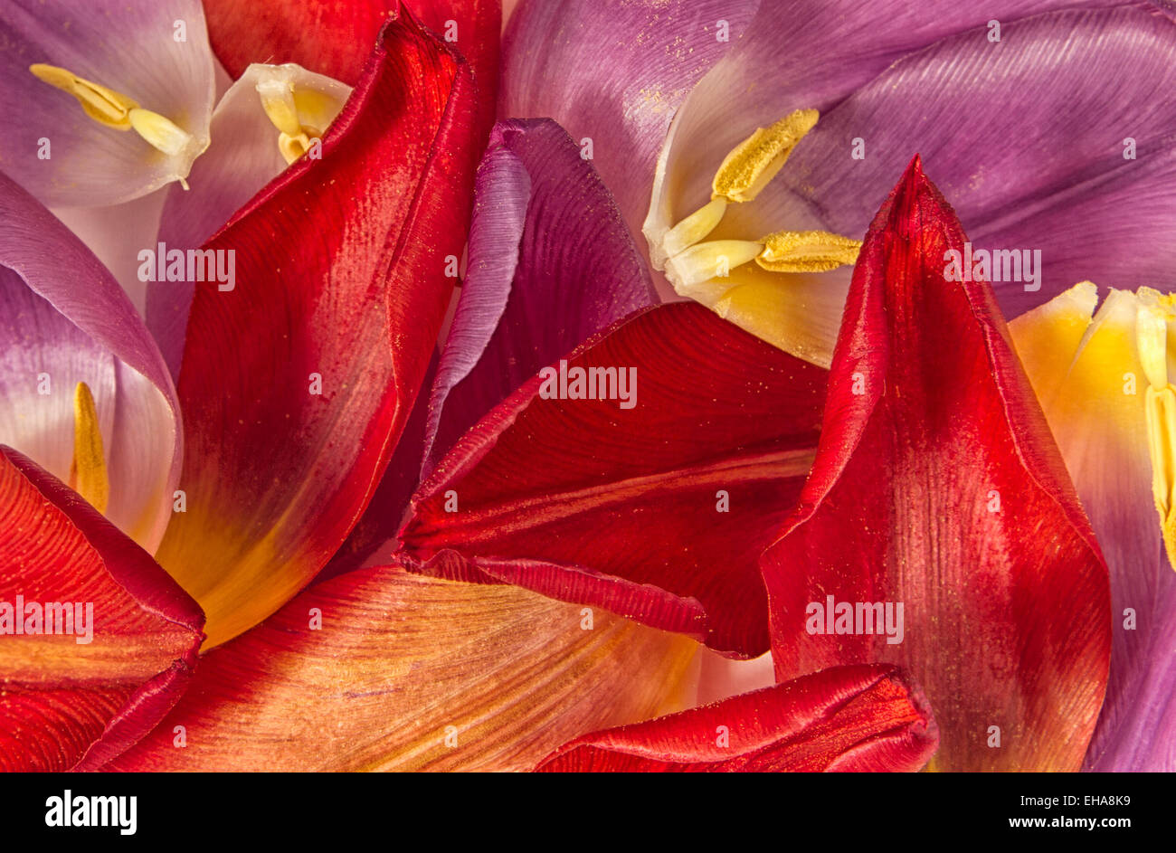Tombée de la beauté. Même quand la beauté des fleurs est passé, les tulipes ont encore la beauté dans la richesse de leurs pétales. Banque D'Images