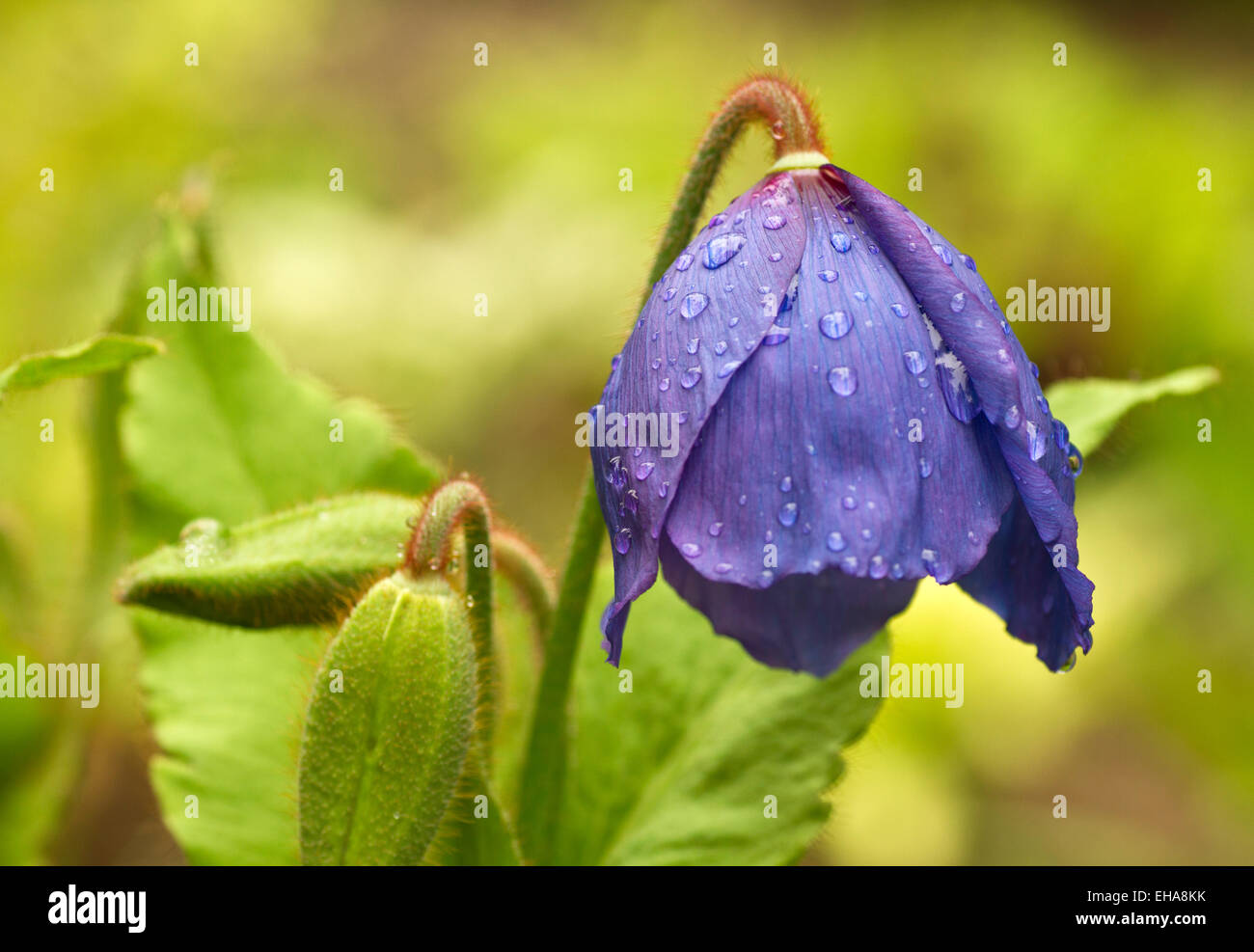 Une belle fleur de Meconopsis 'Lingholm' s'ouvre sur un jour de pluie. C'est peut-être la plus belle de l'himalaya bleu coquelicots. Banque D'Images