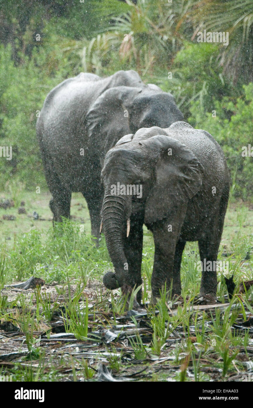 Les éléphants de forêt, l'alimentation pendant la pluie Banque D'Images