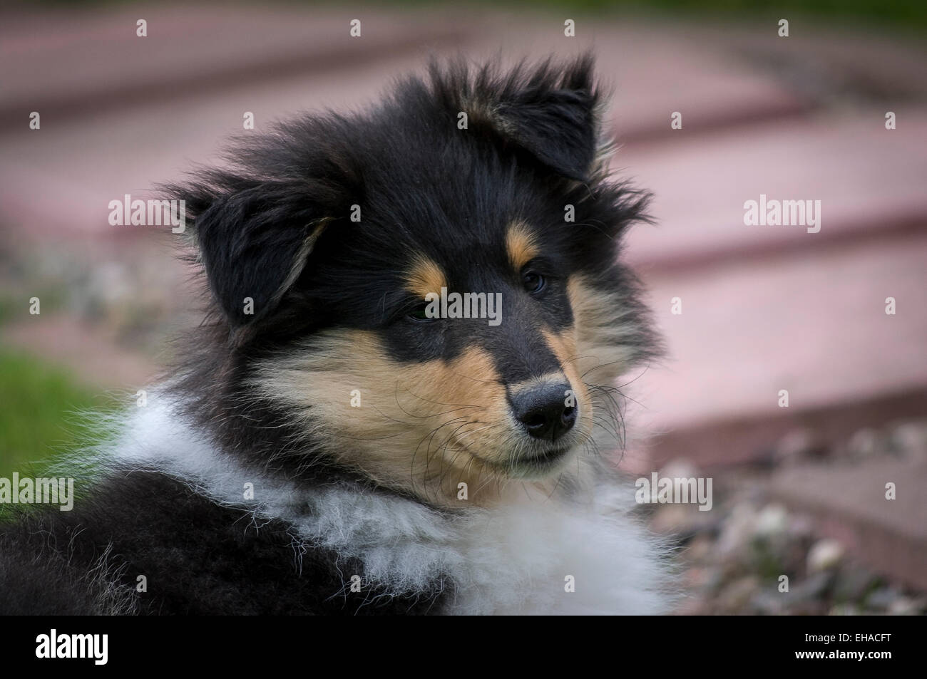 Head shot of rough collie puppy Banque D'Images