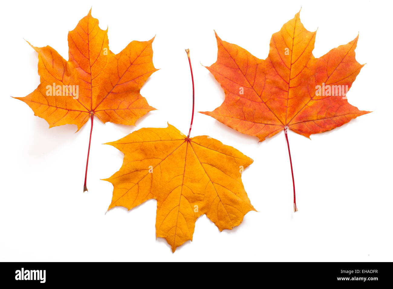 Automne feuilles isolées Banque D'Images