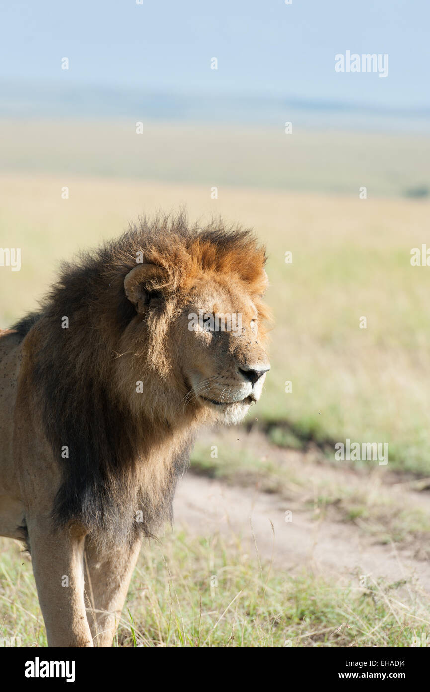 Lion dans la savane de l'Afrique Banque D'Images