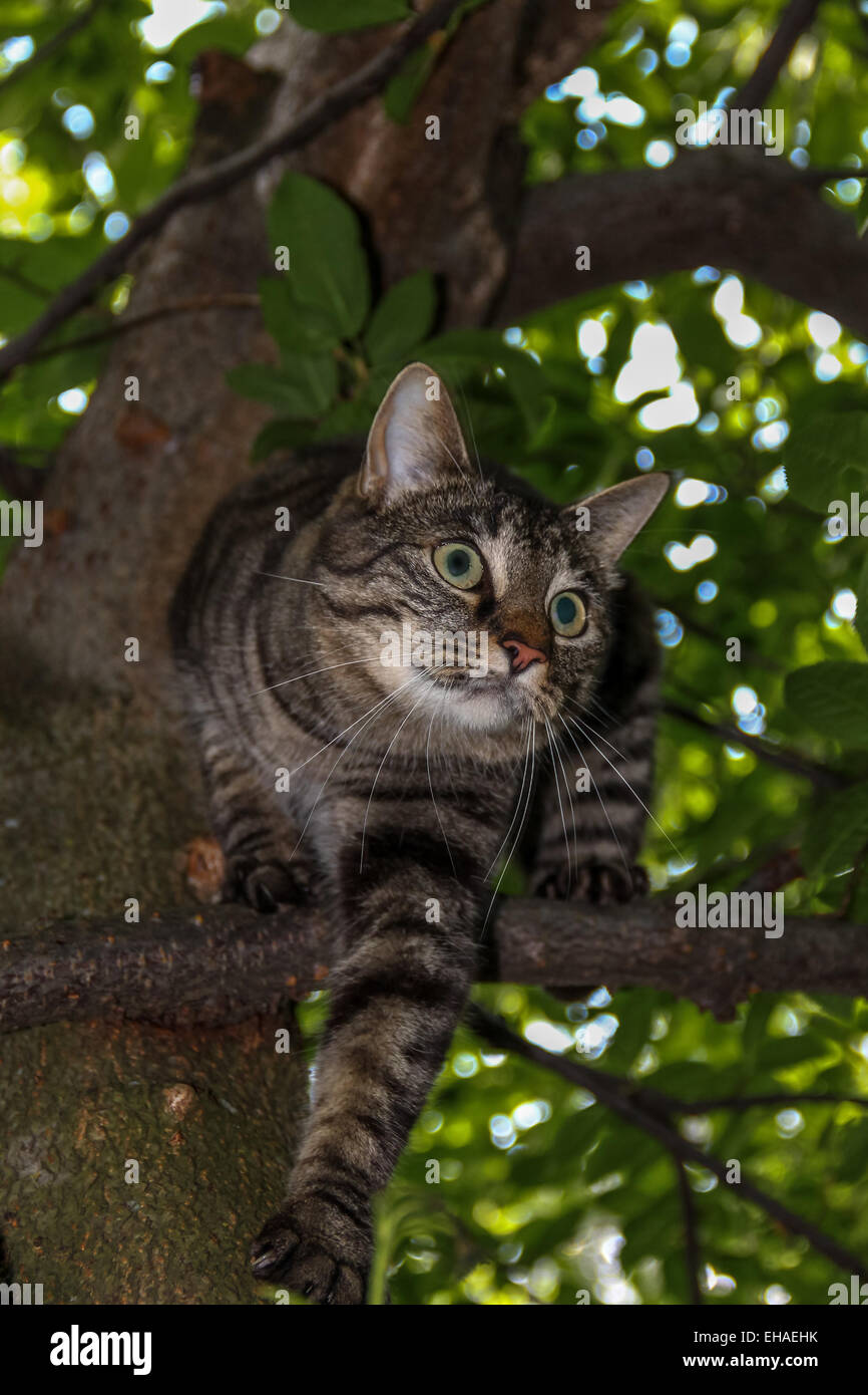 Chat dans un arbre Banque D'Images