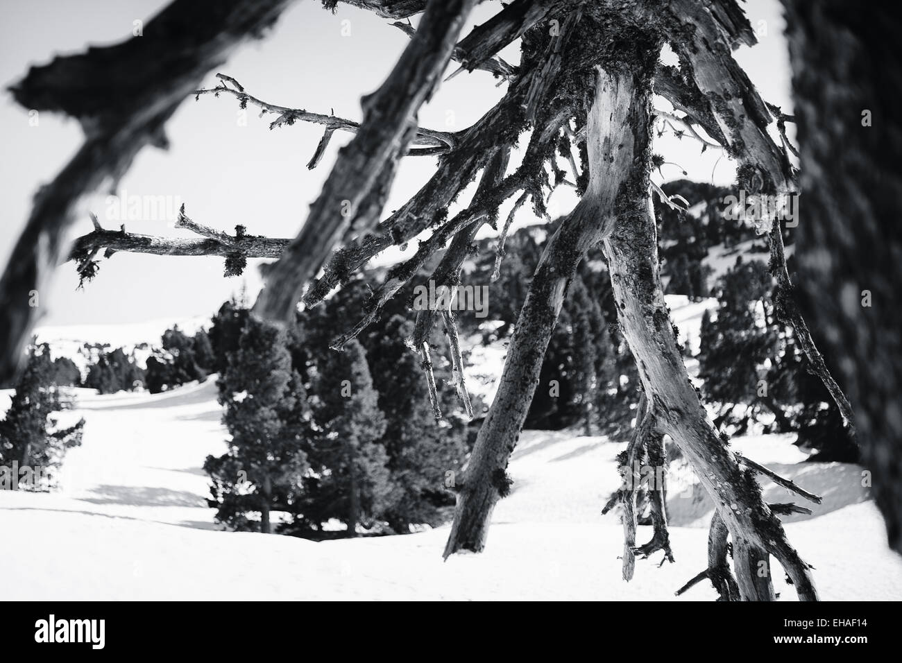 Arbre généalogique de pins morts sur la montagne couverte de neige, le plateau de la Chartreuse, Alpes, France Banque D'Images