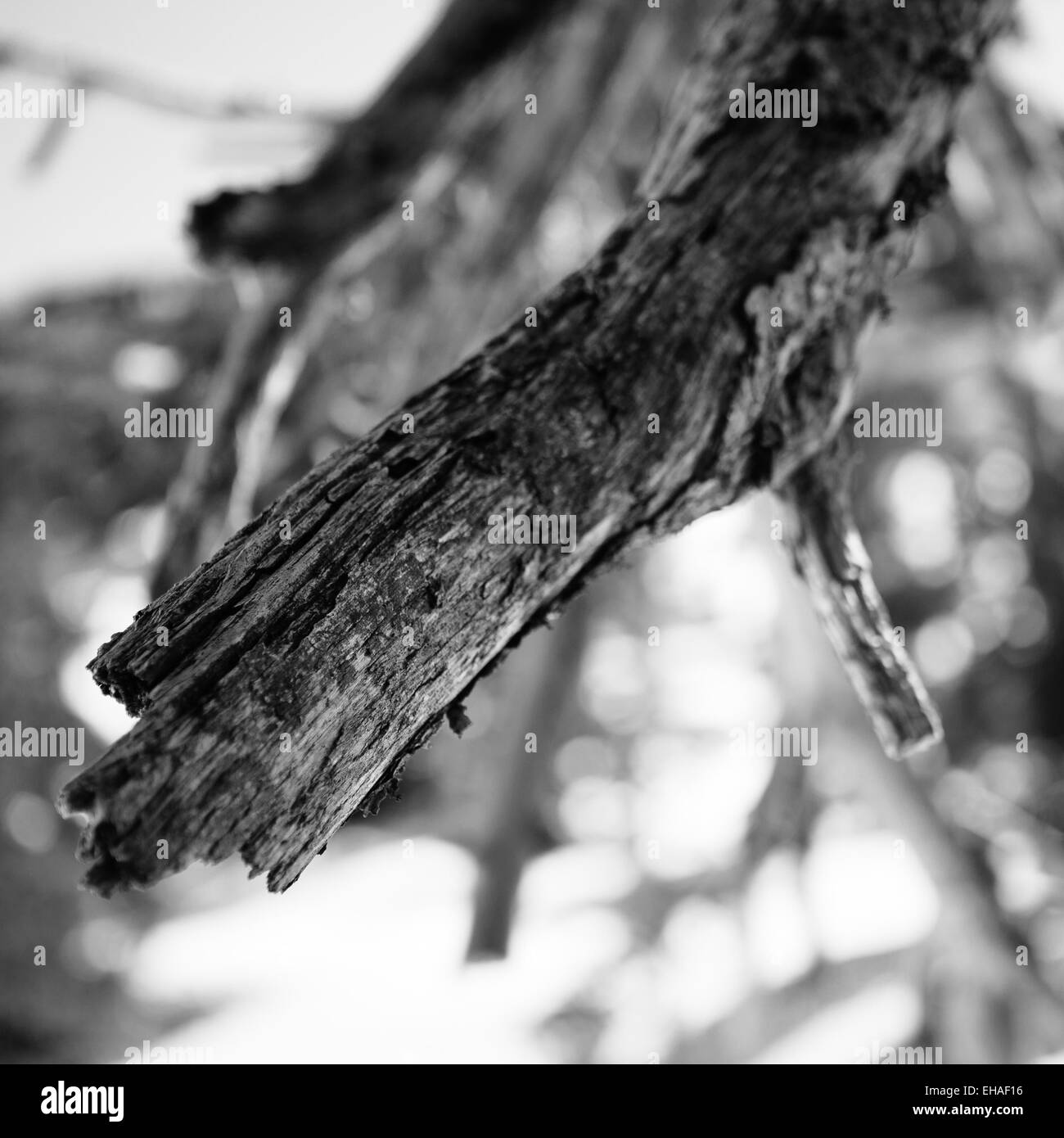 Arbre généalogique de pins morts sur la montagne couverte de neige, le plateau de la Chartreuse, Alpes, France Banque D'Images