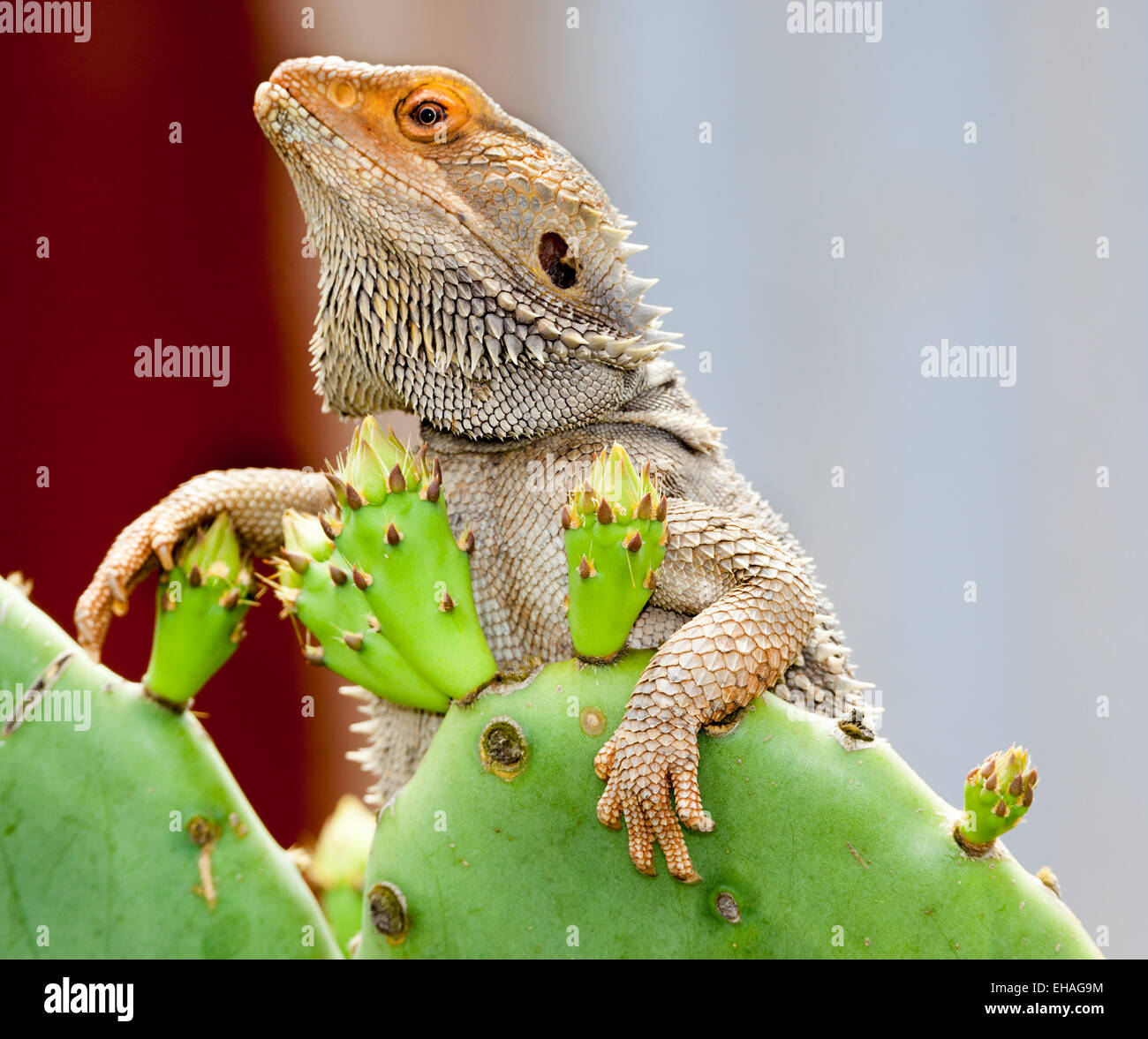 Lézard australien paralysant seulement Banque D'Images