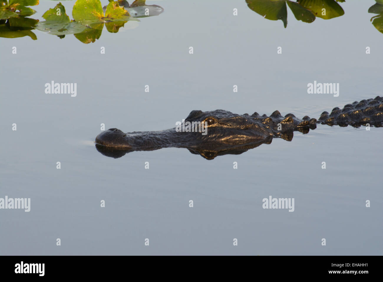Un Alligator dans les Everglades de Floride. Banque D'Images