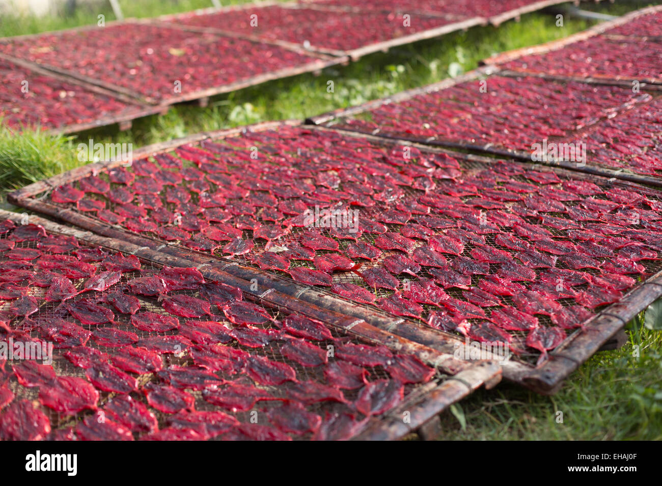 Poissons de couleur rouge sur le séchage des supports en bois placées sur l'herbe verte, Tha Chalom, Thaïlande Banque D'Images