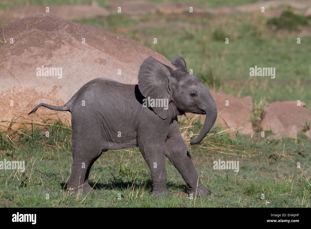 Bush africain elephant (Loxodonta africana) calf Banque D'Images