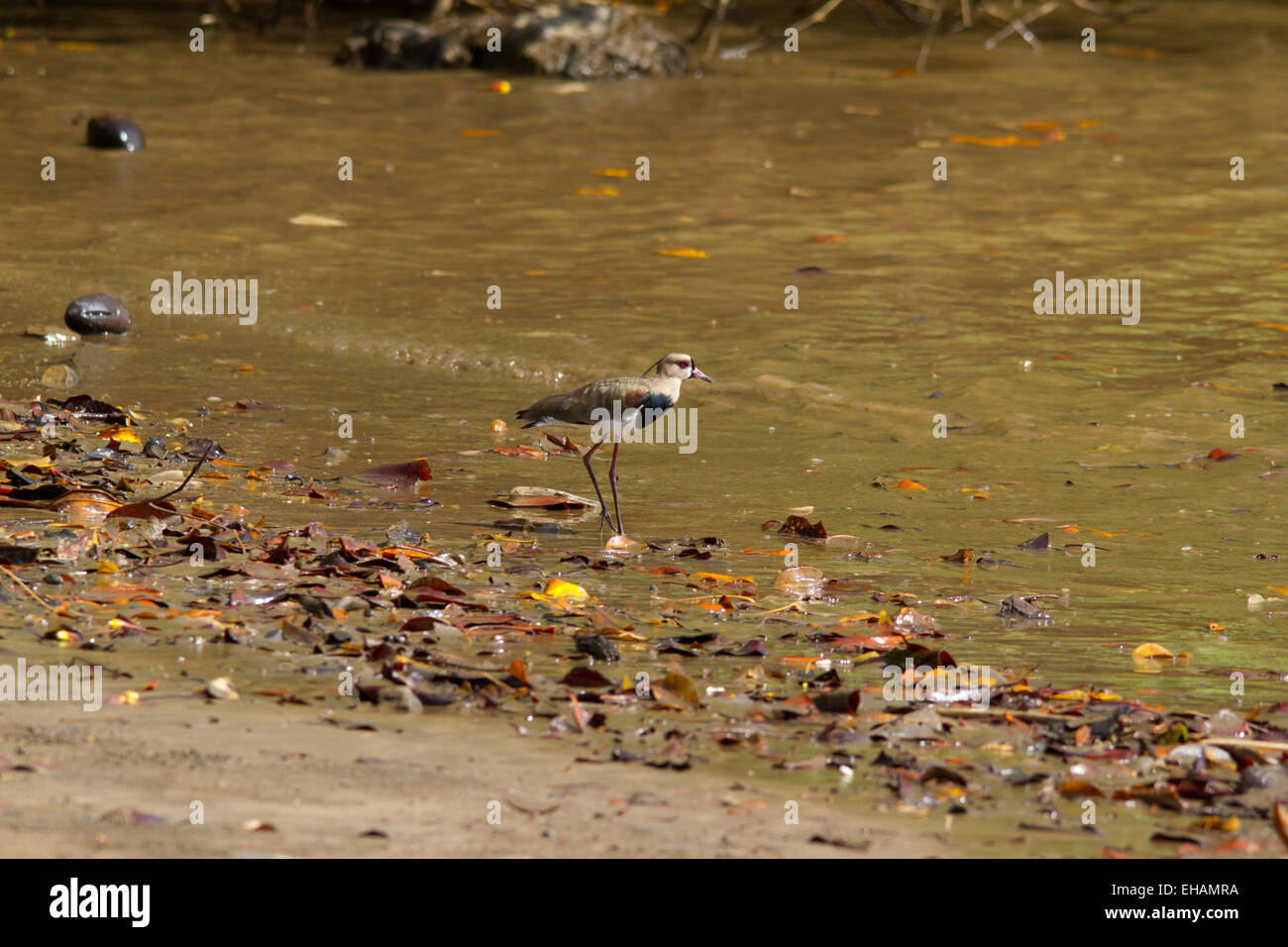 Le sud de sociable (vanellus chilensis) debout sur une rive du lac Banque D'Images