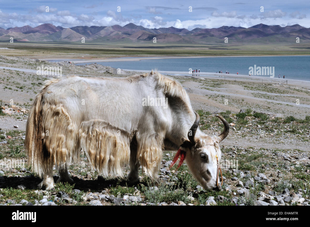 Yak, lac Nam-Tso Banque D'Images