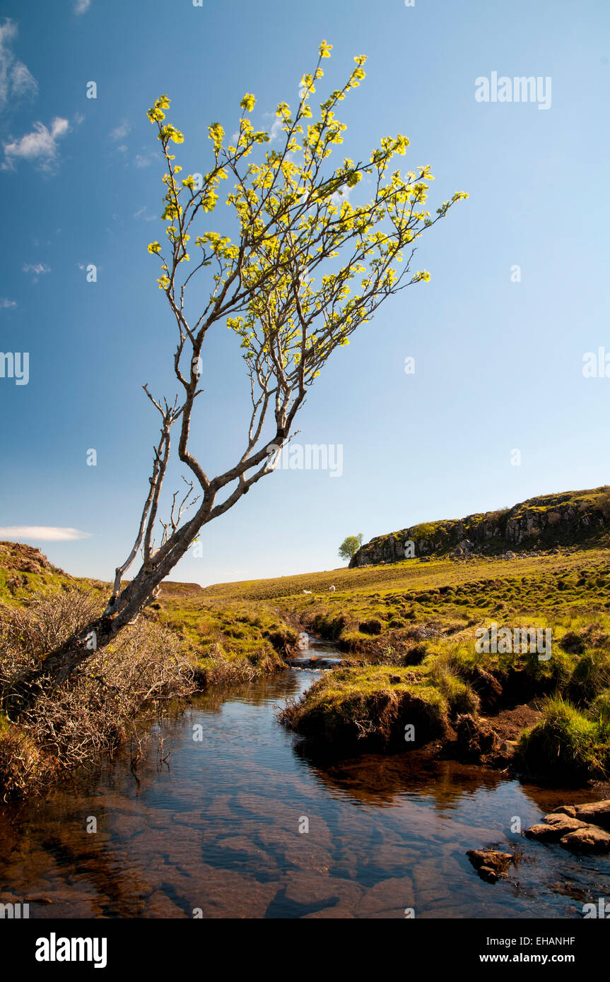 La rivière Hinnisdal coule sous un petit arbre de Glenn Hinnisdal sur la péninsule de Trotternish, Isle of Skye, Inverness-shire. M Banque D'Images