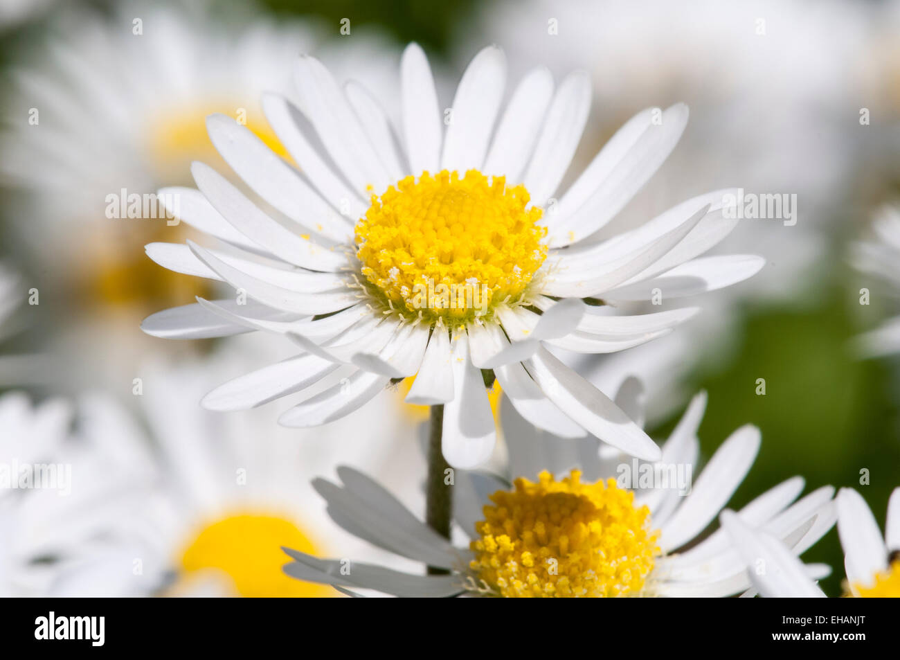 Daisy de pelouse (Bellis perennis), gros plan sur une seule fleur poussant dans une pelouse à Thirsk Yorkshire du Nord. De juin. Banque D'Images