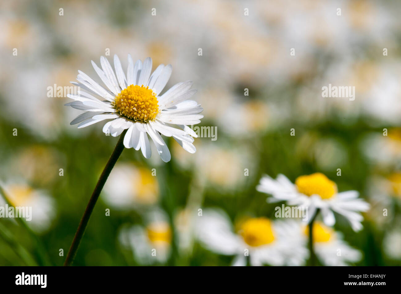 Daisy de pelouse (Bellis perennis), gros plan sur une seule fleur poussant dans une pelouse à Thirsk Yorkshire du Nord. De juin. Banque D'Images
